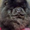 Chow Chow Chow Chow dogs for sale