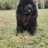 Chow Chow Chow Chow dogs for sale