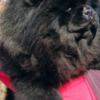 Chow Chow Chow Chow dogs for sale