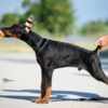 Doberman Pinscher Doberman puppies