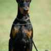Doberman Pinscher Doberman puppies