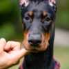 Doberman Pinscher Doberman puppies