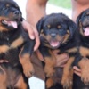 Rottweiler Rottweiler