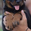 Rottweiler Rottweiler