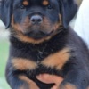 Rottweiler Rottweiler