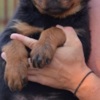 Rottweiler Rottweiler