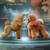 Poodle Red miniature poodle puppies