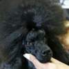Poodle Toy Poodle  female puppy for sale