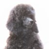 Poodle Toy Poodle  female puppy for sale