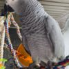 African Grey Parrot Bonded friendly African Grey Parrots for your kids