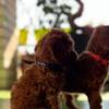 Poodle Miniature Poodle puppies