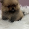 Pomeranian Pomeranian BOO  puppies