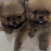 Pomeranian Pomeranian BOO  puppies