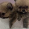 Pomeranian Pomeranian BOO  puppies