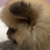 Pomeranian Pomeranian BOO  puppies