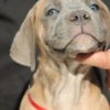 Cane Corso Cane Corso puppies