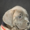 Cane Corso Cane Corso puppies