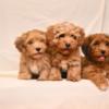 Havanese Havanese Bichon puppies