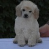 Poodle Miniature White Poodles