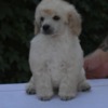 Poodle Miniature White Poodles