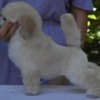 Poodle Miniature White Poodles