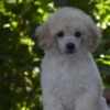 Poodle Miniature White Poodles