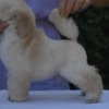 Poodle Miniature White Poodles