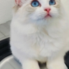 Ragdoll beautiful ragdoll for sell