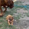Dogue de Bordeaux Dogue de Bordeaux puppies