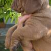Dogue de Bordeaux Dogue de Bordeaux puppies