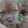 Dogue de Bordeaux Dogue de Bordeaux puppies