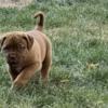 Dogue de Bordeaux Dogue de Bordeaux puppies