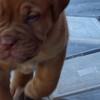 Dogue de Bordeaux Dogue de Bordeaux puppies