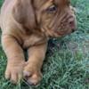 Dogue de Bordeaux Dogue de Bordeaux puppies