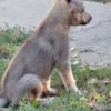 Czechoslovak Wolfdog Czechoslovakian Wolfdog  puppies