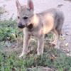 Czechoslovak Wolfdog Czechoslovakian Wolfdog  puppies