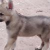 Czechoslovak Wolfdog Czechoslovakian Wolfdog  puppies