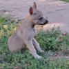 Czechoslovak Wolfdog Czechoslovakian Wolfdog  puppies