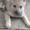 Czechoslovak Wolfdog Czechoslovakian Wolfdog  puppies