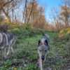 Czechoslovak Wolfdog Czechoslovakian Wolfdog  puppies