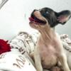 French Bulldog French Bulldog puppies