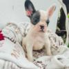 French Bulldog French Bulldog puppies