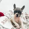 French Bulldog French Bulldog puppies