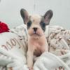 French Bulldog French Bulldog puppies