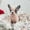 French Bulldog French Bulldog puppies