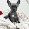 French Bulldog French Bulldog puppies