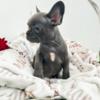 French Bulldog French Bulldog puppies