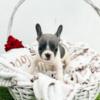 French Bulldog French Bulldog puppies