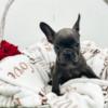 French Bulldog French Bulldog puppies