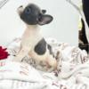 French Bulldog French Bulldog puppies